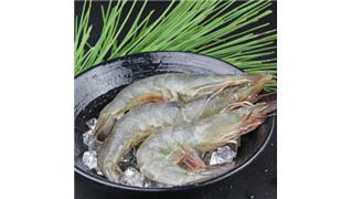 新北区对虾
